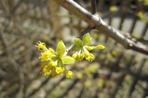 Kornelkirsche4_small